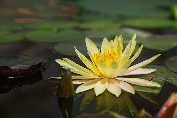 Lotus flower stock photo