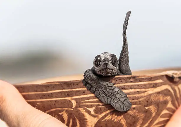 Photo of greeting baby turtle