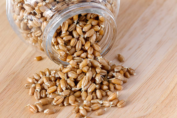 germinated wheat in a glass jar on the wooden background stock photo