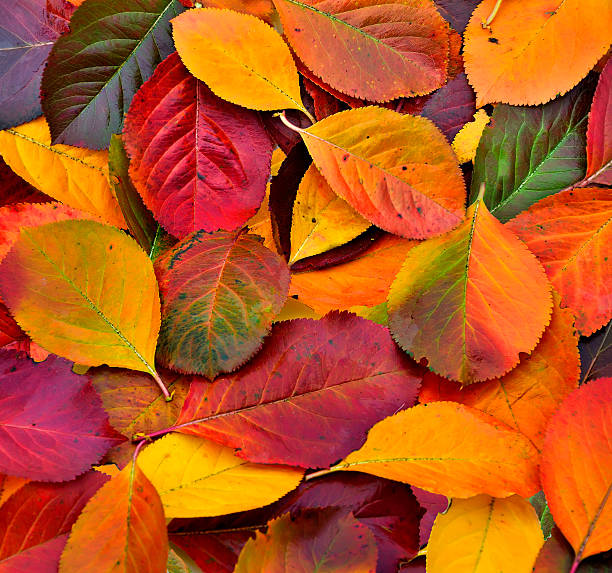 istock Colorful Autumn leaves background 547407472