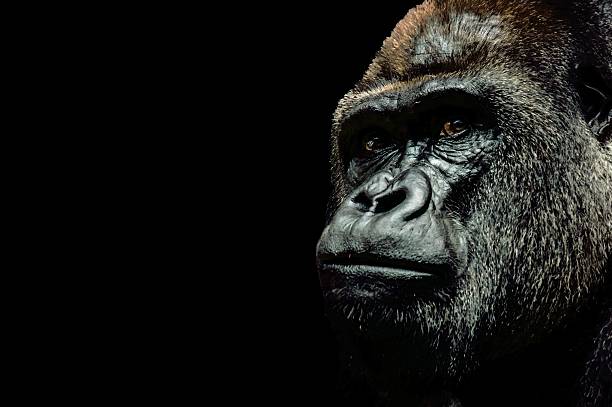 Portrait of a Gorilla