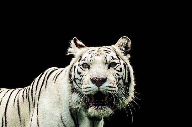 istock Portrait of a White Tiger 547407874