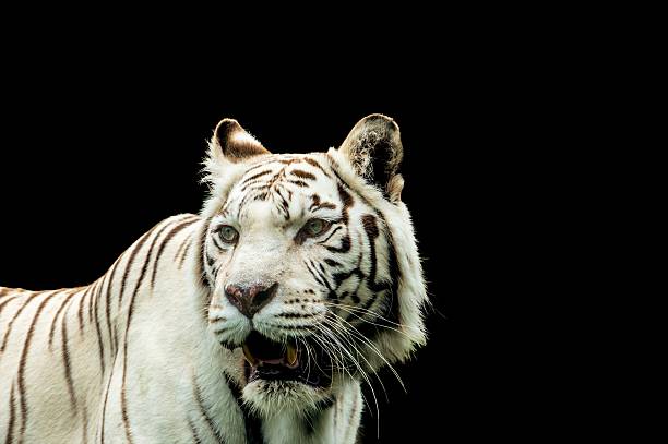 istock Portrait of a White Tiger 547407900
