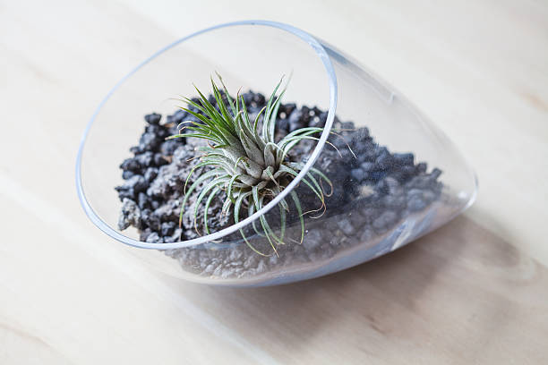 istock Air plant Terrarium from above 547407956