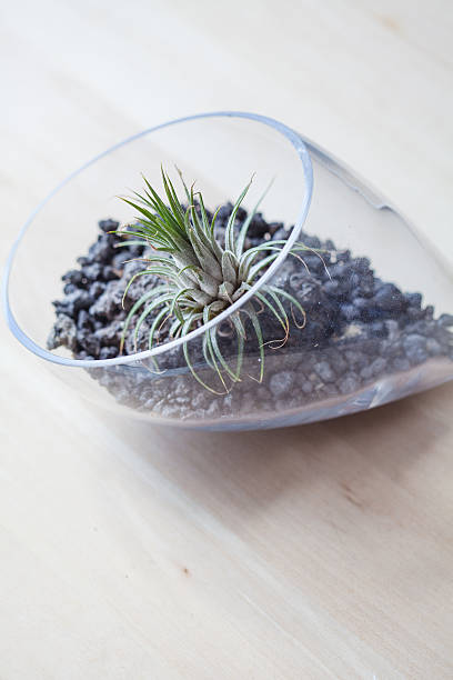 istock Air plant Terrarium from above 547408082