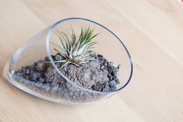 istock Air plant Terrarium from above 547408328