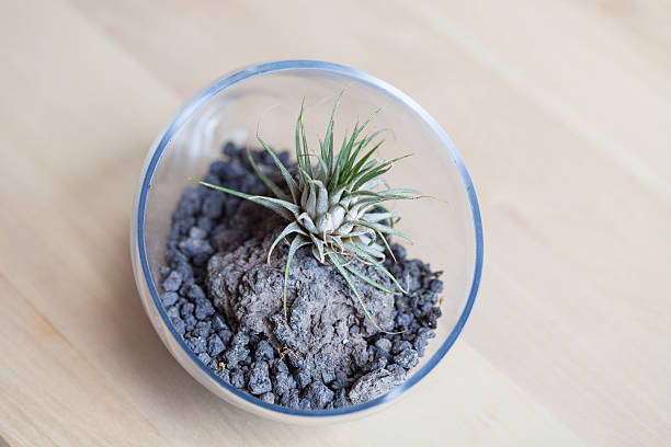 istock Air plant Terrarium from above 547408488