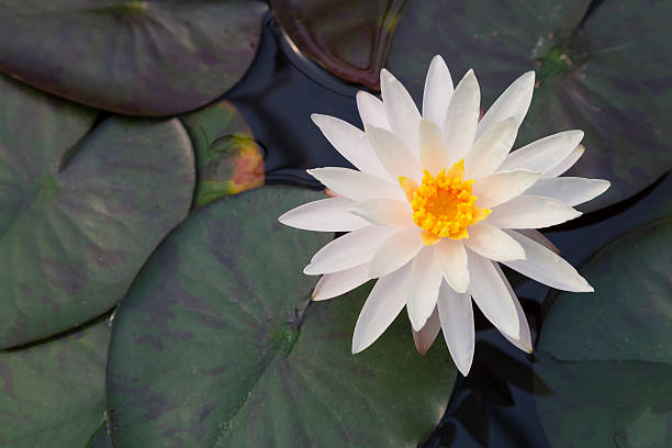 Lotus flower stock photo