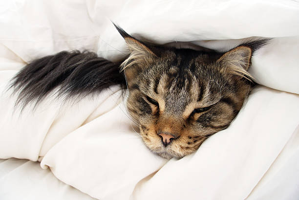 istock Brown Tabby Maine Coon Cat hiding in Duvet 547409294