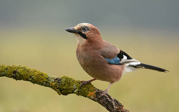 Jay bird Jay bird on a branch jay stock pictures, royalty-free photos & images