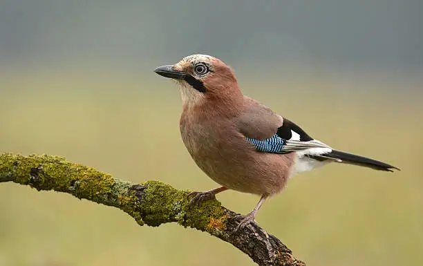 Jay bird on a branch