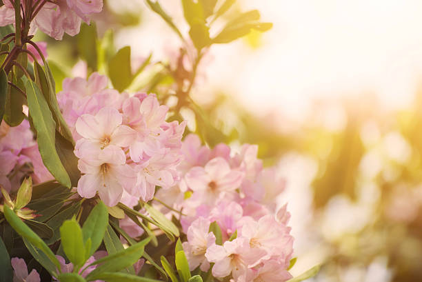 istock Rhododendron maximum pink flowers 547409992