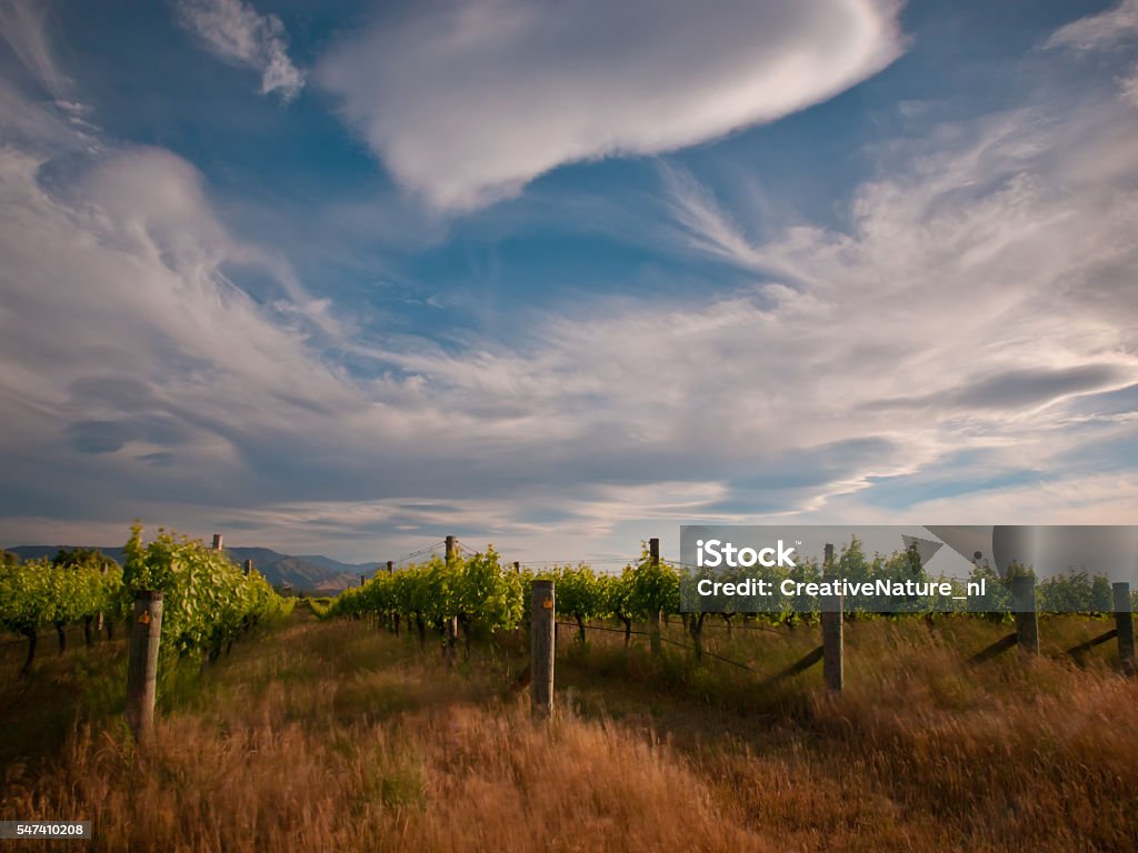 new zealand vineyard drama new zealand vineyard under dramatic sky with long exposure blur Agricultural Field Stock Photo