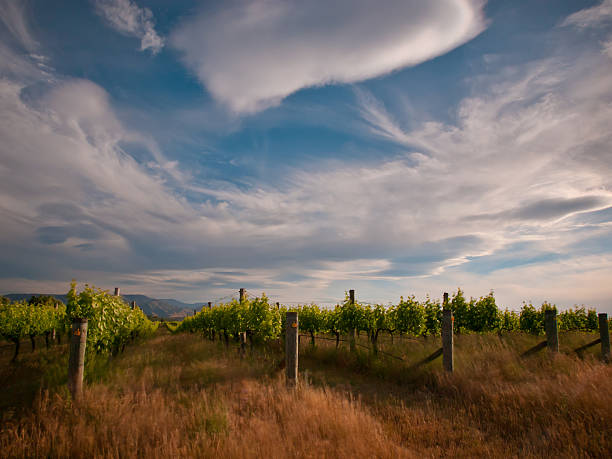 nowa zelandia winnica dramat - marlborough region zdjęcia i obrazy z banku zdjęć