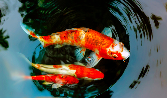 Koi fish that is often used to raise a person believed to be rich.