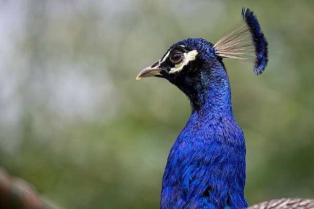 istock Peacock in the wild 547412386