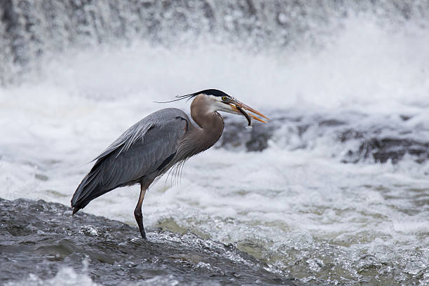 Grey great heron fishing in front of a cascade