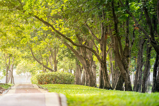 istock tree is have green color at public park 547413304