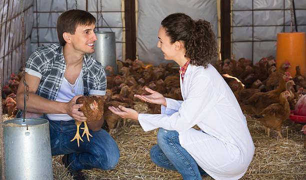 nữ bác sĩ thú y trò chuyện với công nhân nông trại - hành vi và tâm lý người chăn nuôi hình ảnh sẵn có, bức ảnh & hình ảnh trả phí bản quyền một lần