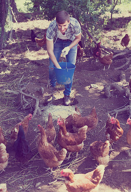 istock Farmer with bucket on poultry farm 547415284