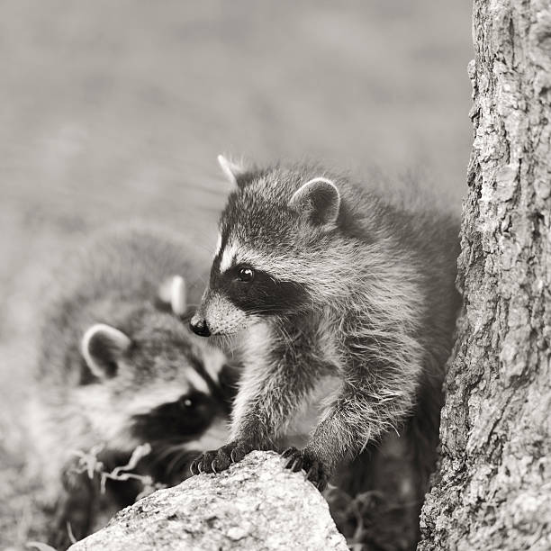 istock Two Baby Raccoons 547416020
