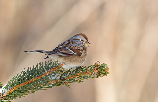 American Tree Sparrow (Spizella arborea) in winter