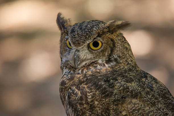 istock Portrait of a Wise Old Owl 547417584