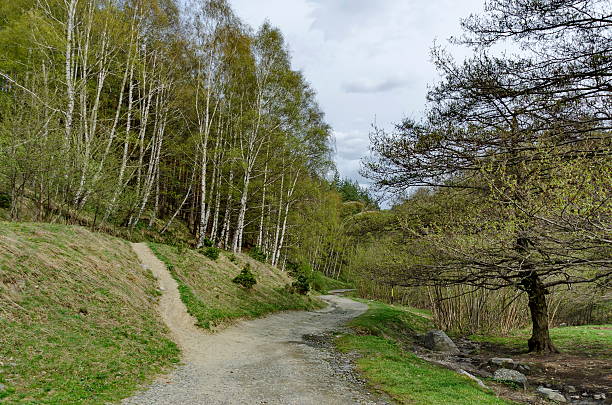 istock Panorama of ecological path through a  green springtime forest 547418714