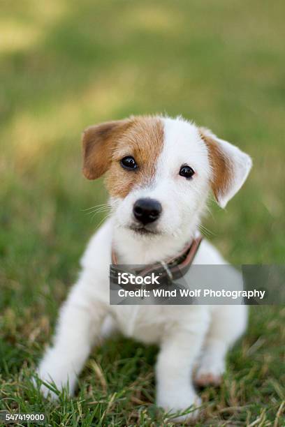 Jack Russell Terrier Puppy On Grass Stock Photo - Download Image Now - Animal, Dog, Jack Russell Terrier