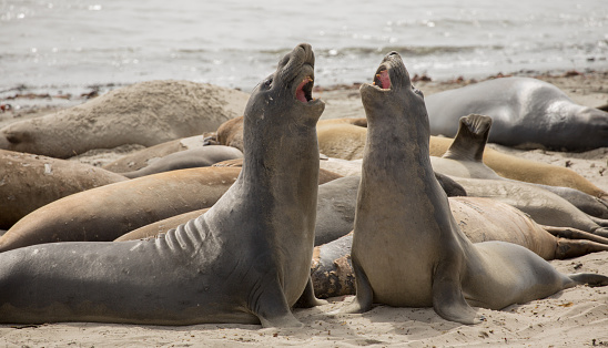 Northern elephant seal bulls fight on the beach in Nuevo State Reserve, California.