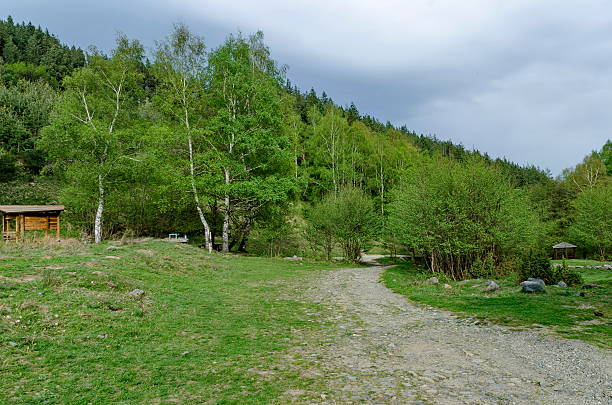 istock Panorama of ecological path through a  green springtime forest 547419214