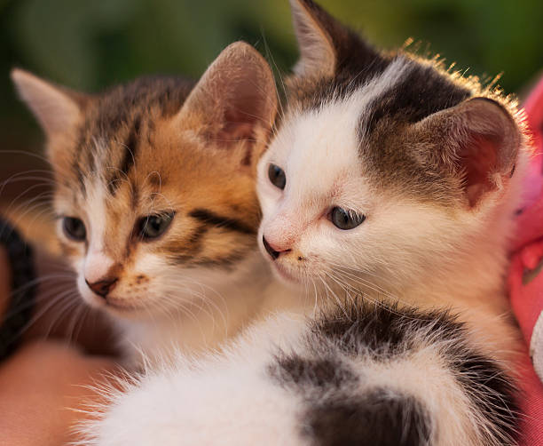istock Two little kitties lying together and looking at something 547419336