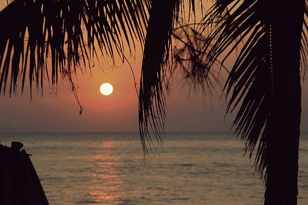 Setting sun over a tranquil ocean surface, seen through the framing of palm tree fronds. A serene ambiance of relaxation and escape, with subtle human activity visible in the distance.