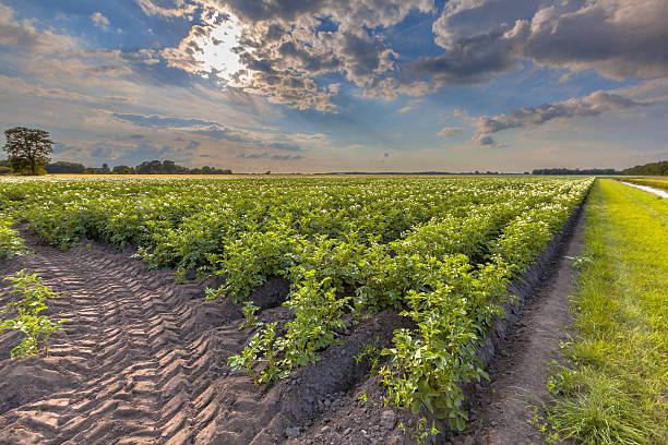 istock Field of blooming potato 547419786
