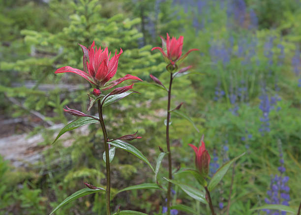 istock Indian Paint Brush Blooms with Blue Flowers 547420114