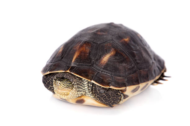 istock The Chinese stripe-necked turtle isolated on white 547420174