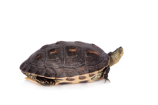 istock The Chinese stripe-necked turtle isolated on white 547420222