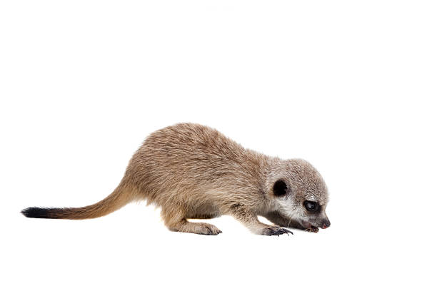 istock The meerkat or suricate cub, 2 month old, on white 547421120