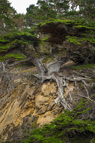 istock Famous Old Veteran cypress tree at point Lobos, California 547421300