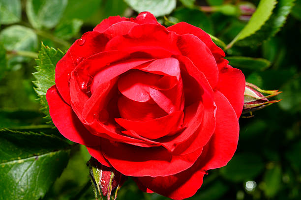 istock Red roses close up. Background with shallow depth of field 547421312
