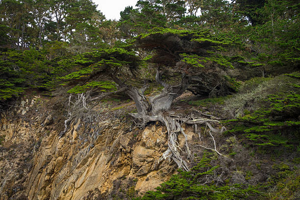 istock Famous Old Veteran cypress tree at point Lobos, California 547421368