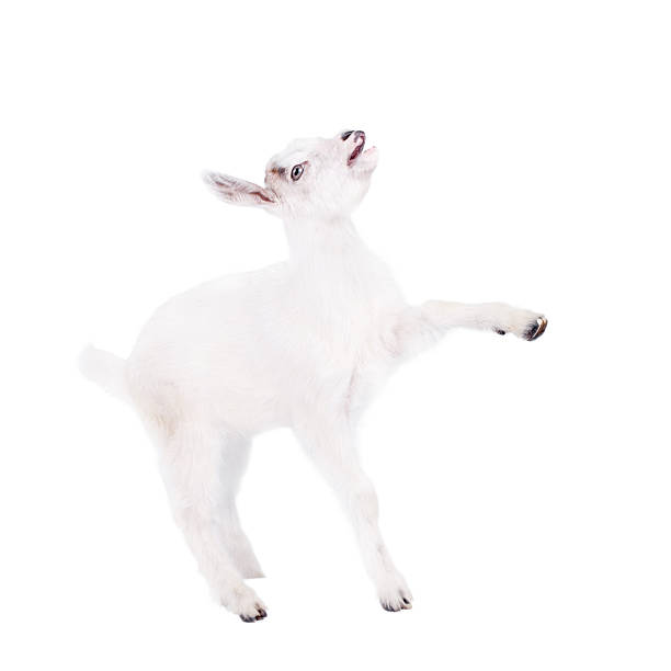 istock The goatling isolated on white 547421586