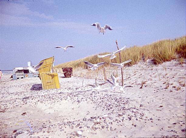 Northern Germany, Europe. Beach chair, dunes and seagulls, summer at the Baltic Sea beach, 1974.