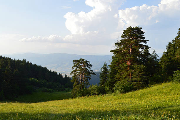 Early summer morning - light and shadows in the mountain. Green meadow and pine trees. Blue sky with white clouds.