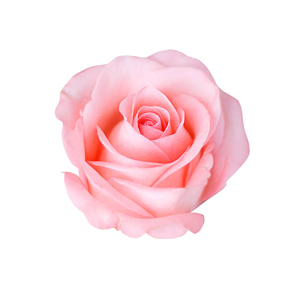istock Pink rose isolated on white background, soft focus. 547423850