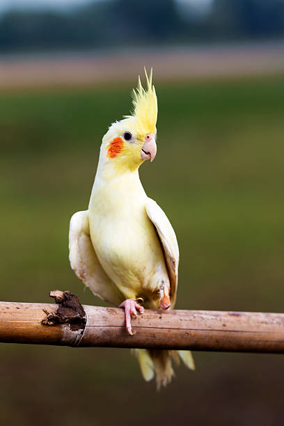 istock Parrot on a perch on wooden 547423910