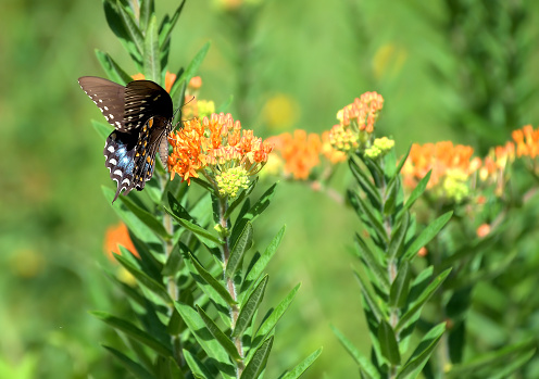 Swallowtail butterfly on milkweed flowers in foreground with soft focus green background.