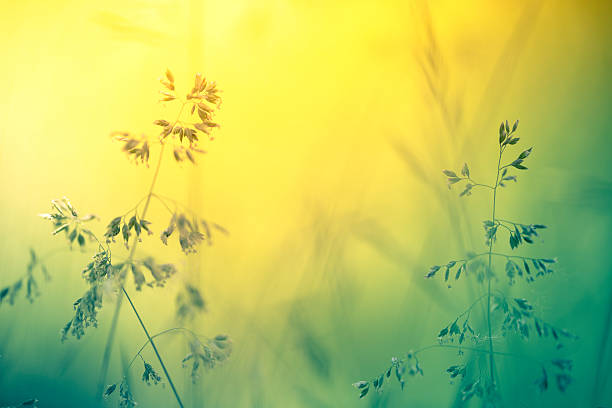 istock Silhouette of wildflowers in meadow during sunset 547424894