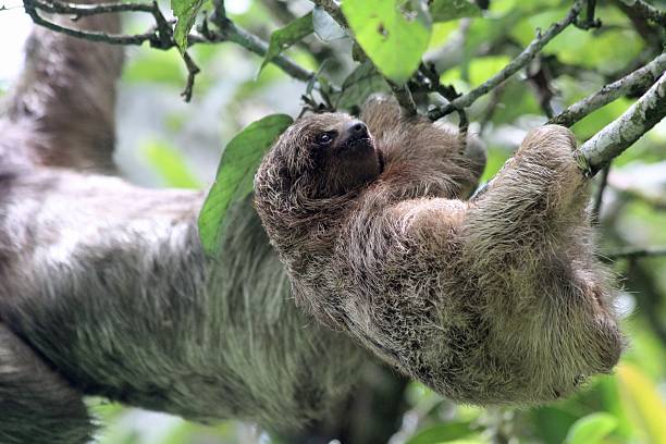 istock Baby Sloth in Tortuguero 547424978