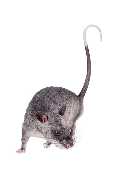 istock Gambian pouched rat, 3 month old, on white 547424996